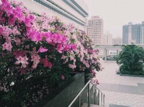 香港旅游攻略必去十大景点,香港西九龙下车后旅游攻略