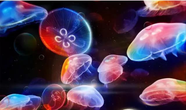 重庆汉海海洋公园几个馆,重庆汉海海洋公园过年开馆吗