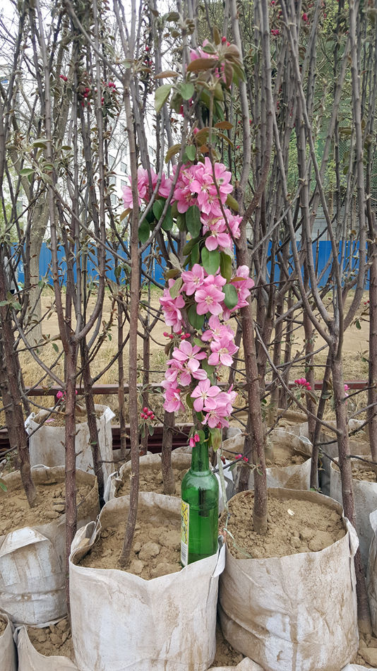 唐山市乐亭县大集,河北唐山乐亭大集