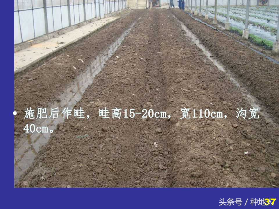 看看高手如何做管理的,看看山东大棚甜瓜种植技术