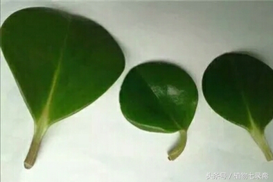 豆瓣绿怎么能长得粗壮,豆瓣绿能长多高