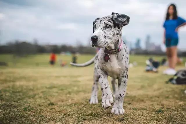 你家狗有脖子吗,狗狗身上有小黑点毛发涩