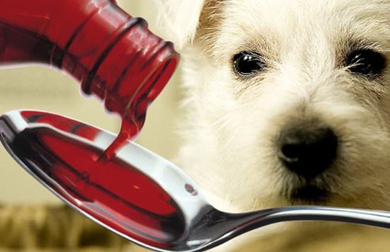 狗狗大便不成形拉稀怎么回事,狗狗不能站立怎样帮狗狗排大便