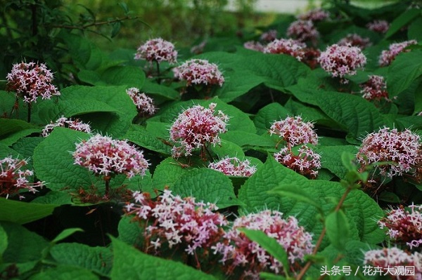盘点哪些优美的花又不常见,盘点那些不好看的花