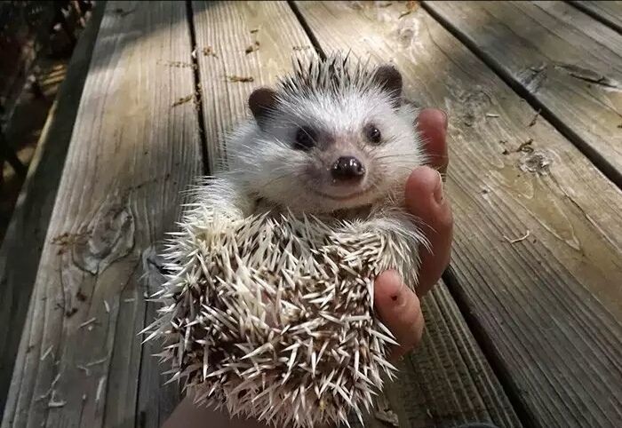养一只刺猬,这么可爱的刺猬你也想养一只吗