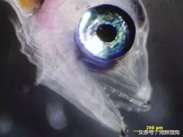 蓝鳍金枪鱼是怎么养殖的,蓝鳍金枪鱼怎么在家养