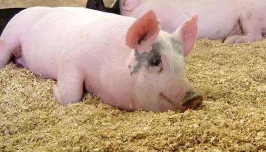 新希望饲料发展,新希望集团案例分析