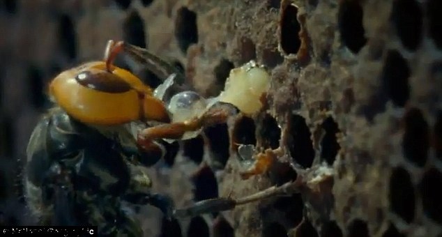 揭秘大黄蜂帝国：生殖机器、面部识别、信息控制、血腥杀戮