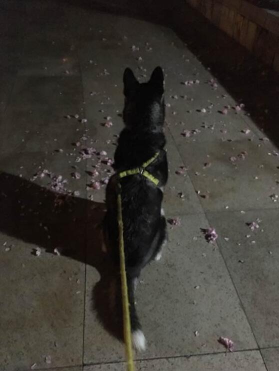 哈士奇该如何训练不拆家呢,怎么训练哈士奇在家不拆家