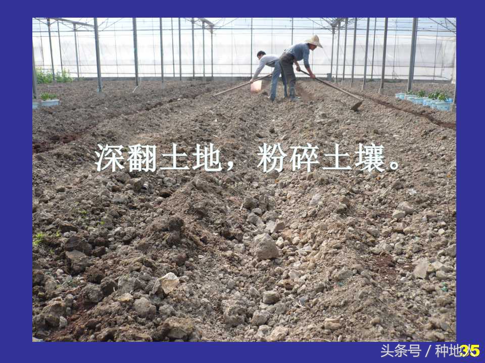 看看高手如何做管理的,看看山东大棚甜瓜种植技术