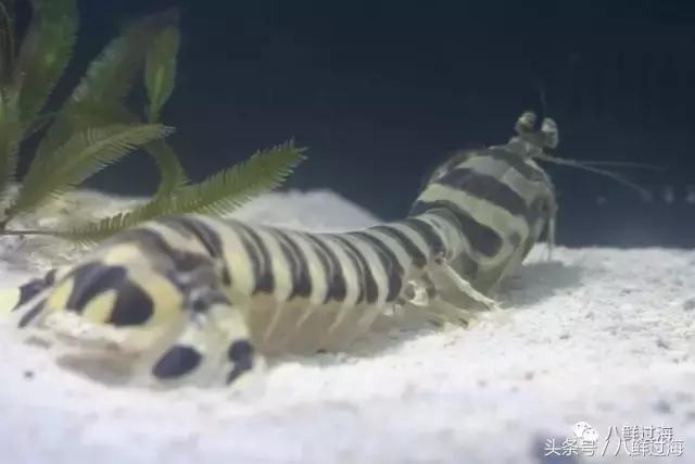 比手臂还粗的皮皮虾你吃过了吗,比手臂还要大的皮皮虾你吃过没有