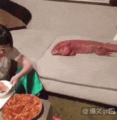 神回复搞笑提问和回答,笑得肚子疼高情商搞笑神回复