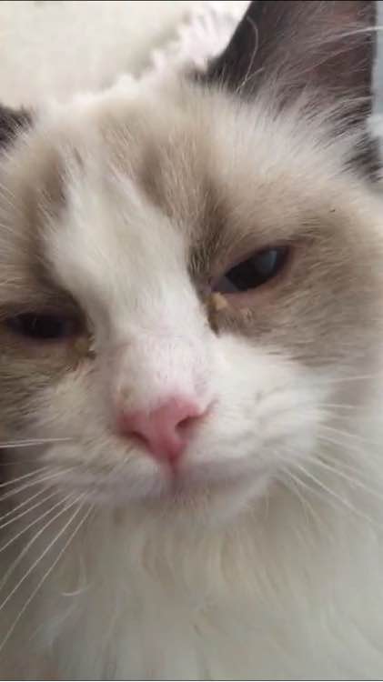 识别布偶猫的五个有效方法,布偶猫难养骗局专家解释