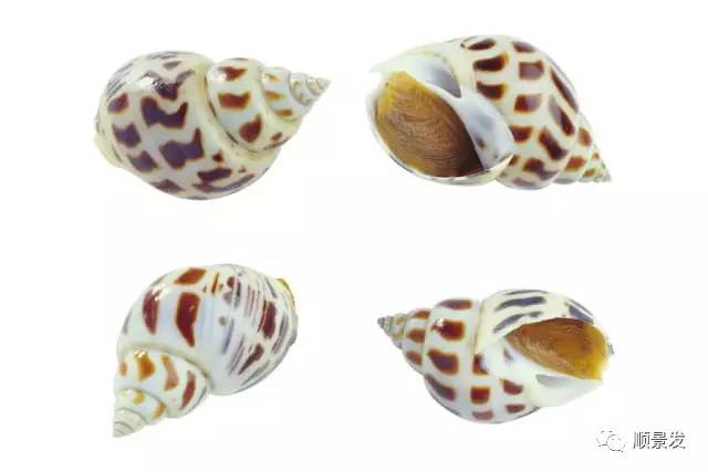 十种常见贝类海鲜图片,贝类海鲜全图