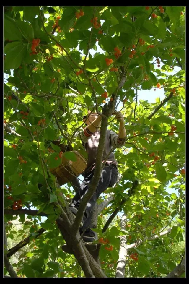 成都周边哪里樱桃最好吃,成都樱桃采摘园附近最近地方