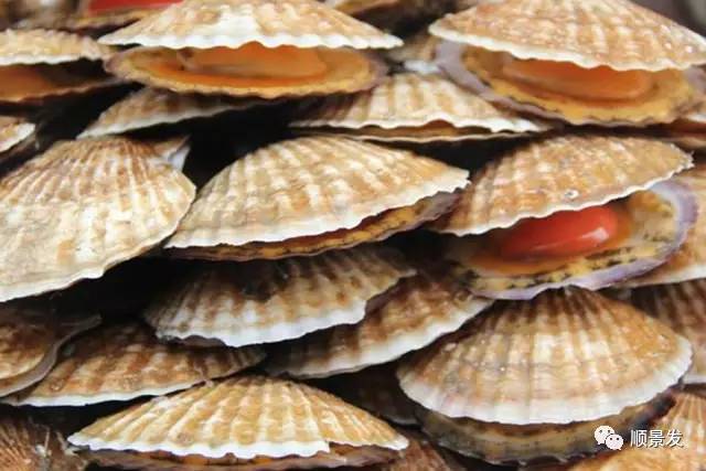 贝类海鲜的品种及图片大全,常见的贝类海鲜图片大全及名称