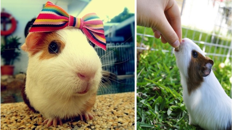 想养鹿都要办啥证件呀,想养动物该怎么养