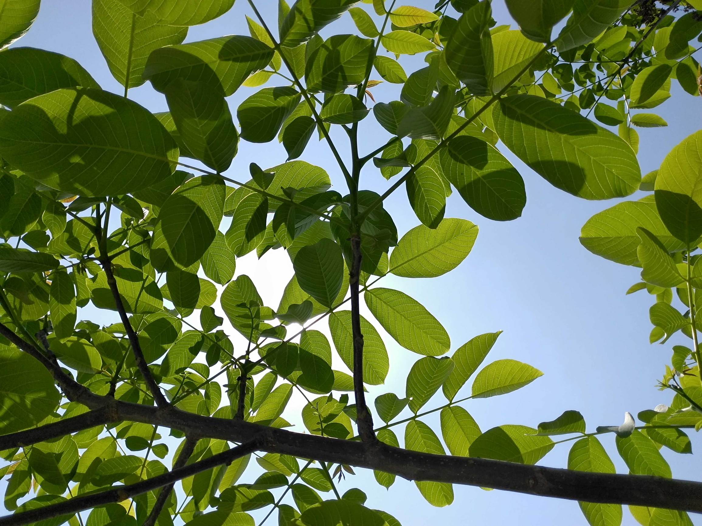 金立m6splus是否支持人脸识别,金立m6splus怎么进入recovery