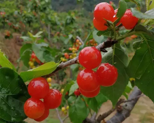 攀枝花哪里的樱桃最好吃,攀枝花市米易县的樱桃