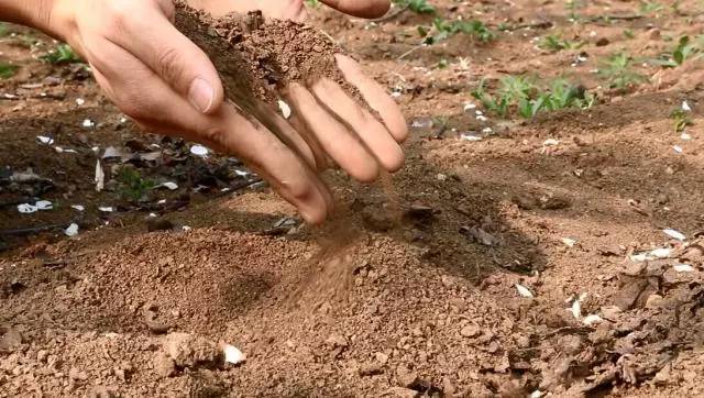 他辞去500强企业的工作，毅然决然开荒种梨，最后怎么样了