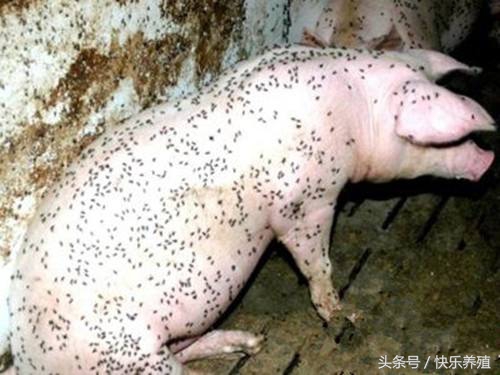 夏季养猪场灭蚊蝇方法大全,养猪场灭蚊蝇用什么药最好