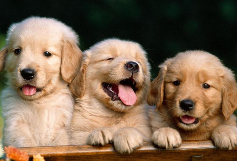 狗狗之间有友谊吗,狗狗之间的友谊是什么