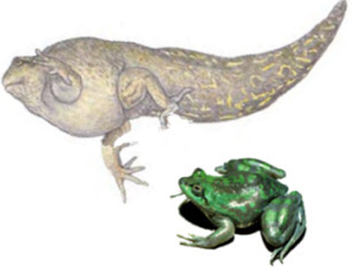 蝌蚪为什么那么慢变青蛙,你知道蝌蚪是怎么变成青蛙的吗