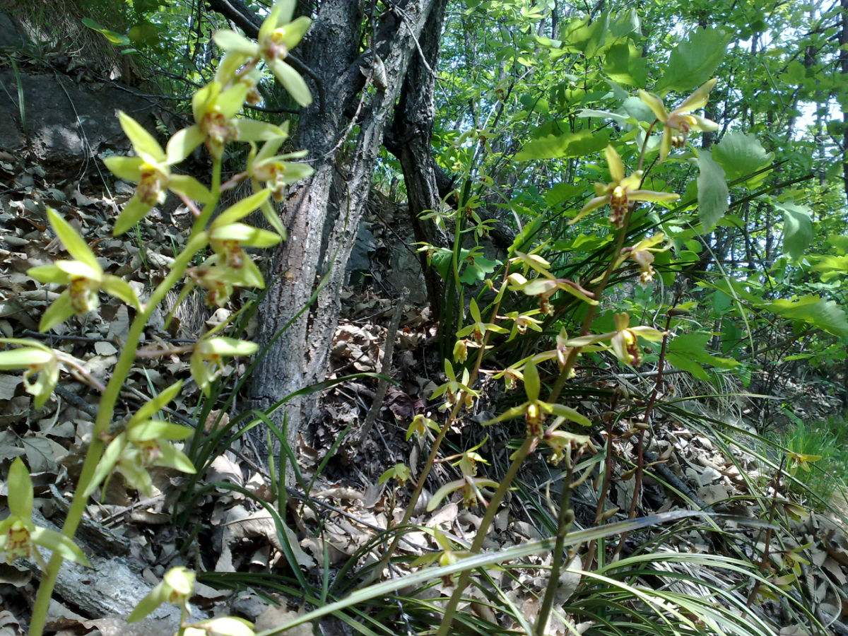 三门峡卢氏野生细叶松针蕙兰,三门峡卢氏黑皮大宽叶野生蕙兰
