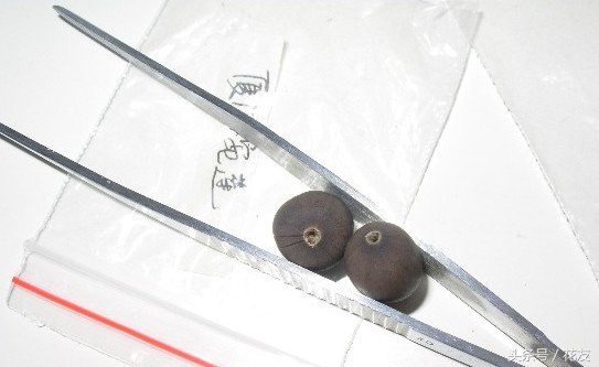 碗莲种植方法全过程,碗莲种植过程图解