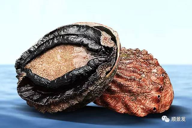 贝类海鲜的品种及图片大全,常见的贝类海鲜图片大全及名称