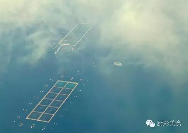 大西洋鲑鱼和挪威三文鱼的区别,我们吃的三文鱼怎么来的