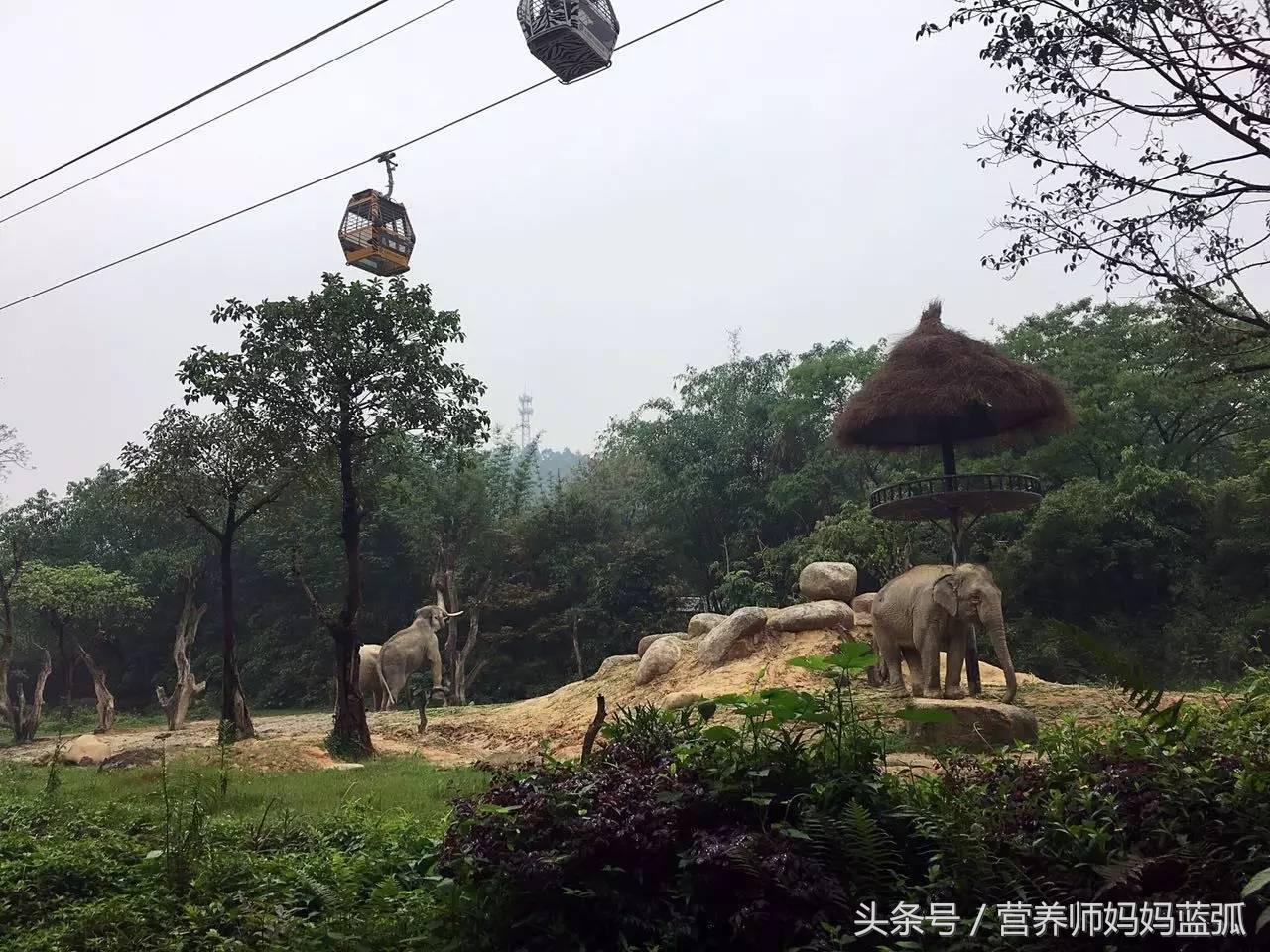 暑假长隆海洋王国游玩感受,海洋王国好玩还是长隆野生动物园