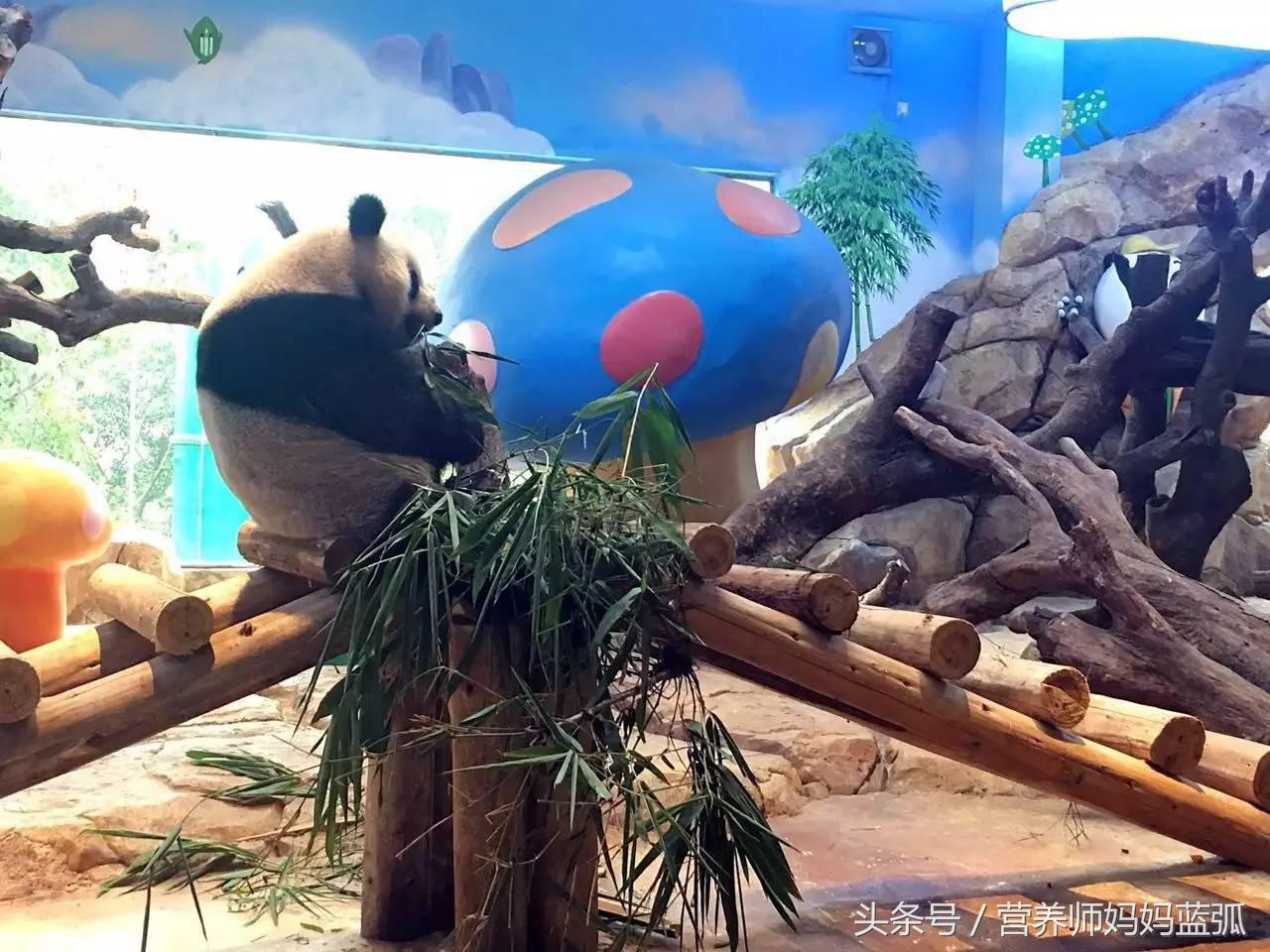 亲子游|井柏然推荐，长隆野生动物世界和海洋王国深度游记！