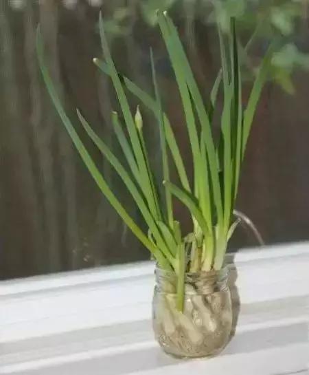 适合阳台种植的蔬菜有哪些特性,在家阳台怎么种蔬菜