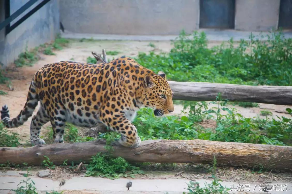 东营五一假期好去处,五一东营去哪里玩比较好