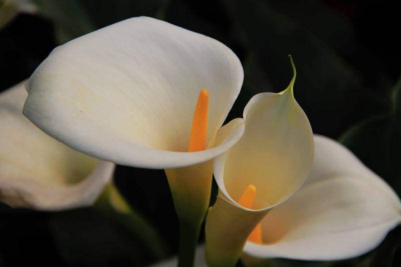 4岁女孩好奇误食野生八角花中毒身亡，家长记住这些花不能随便养