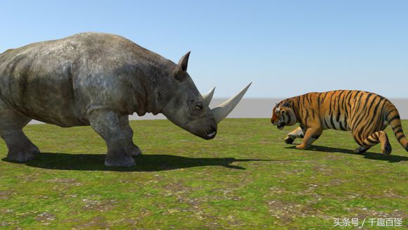 千趣百怪—非洲象西部利亚虎非洲狮棕熊犀牛大PK