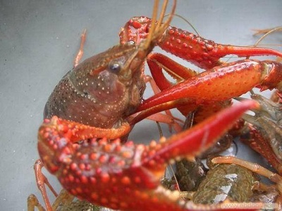 龙虾养殖技术成本与利润,龙虾如何养殖才能增加利润