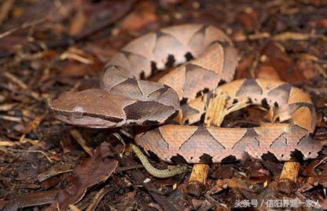 被五步蛇咬了怎么办三种方法,被五步蛇咬了怎么办搞笑回答