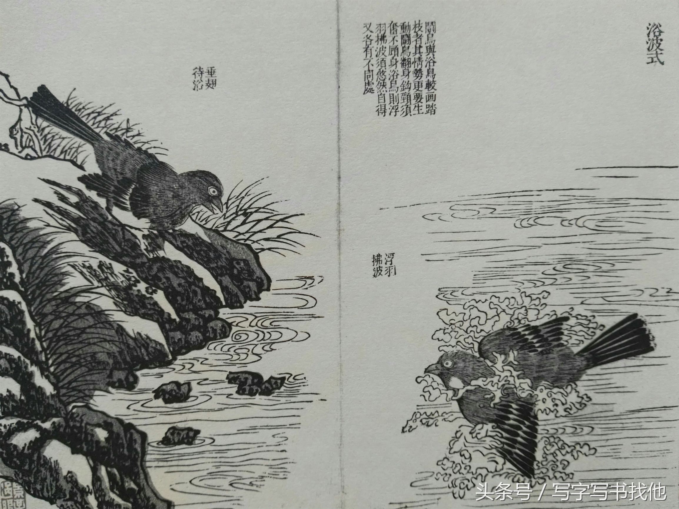 100幅鸟的画法内附绘画步骤,画鸟初学者入门步骤