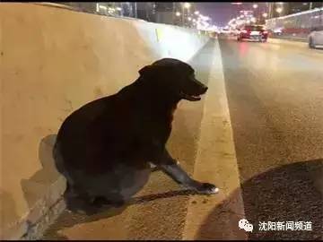 江西九江网曝货车司机拖狗狗前行,高速拖拽狗后续