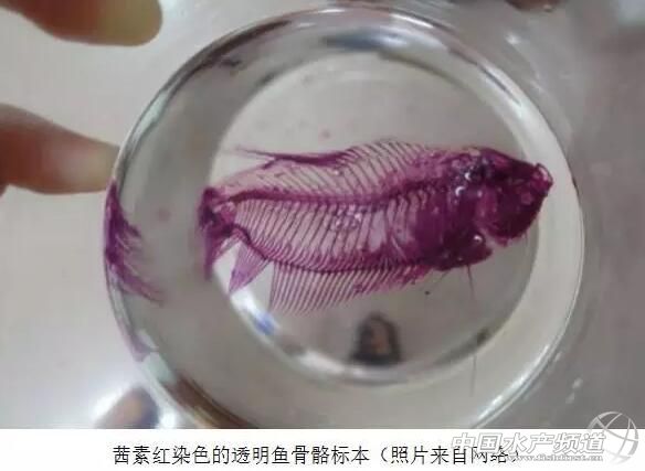 中国水生研究所怎么样,中国水生科学院