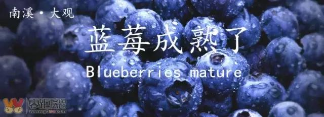宜宾屏山蓝莓基地采摘园在哪,宜宾蓝莓采摘基地多久可以摘