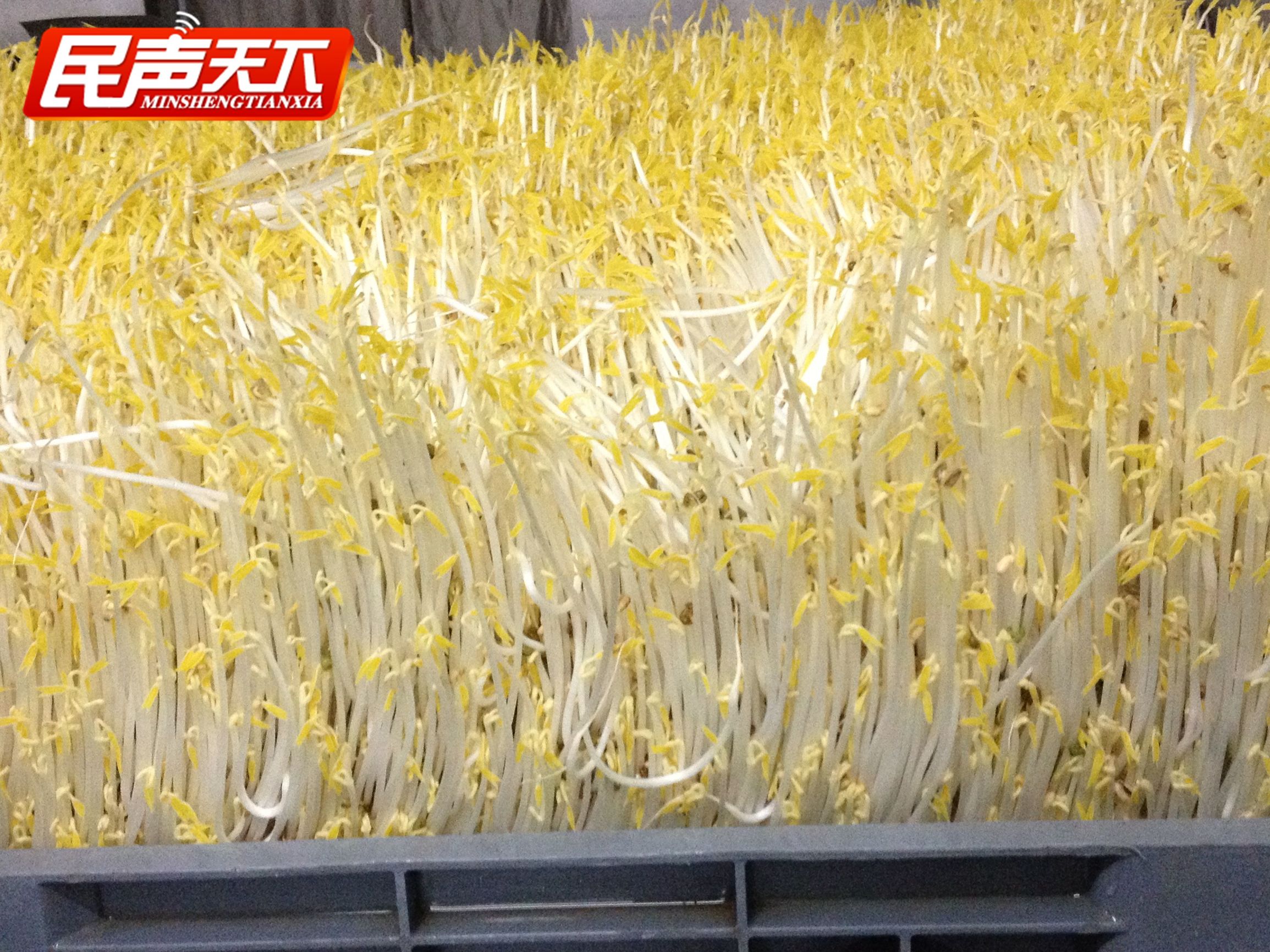 踏雪寻梅玉汝于成,白玉老字号