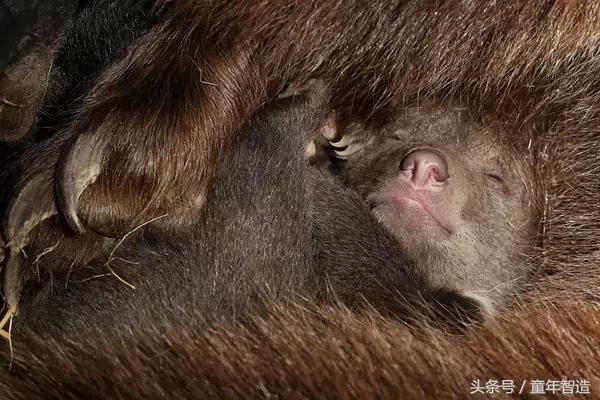 假期一定要带孩子看的5部纪录片,孩子必看的10部自然纪录片