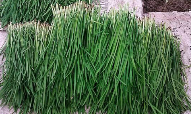 经常食用韭菜对身体有害吗?,韭菜是发物吗癌症患者能吃吗