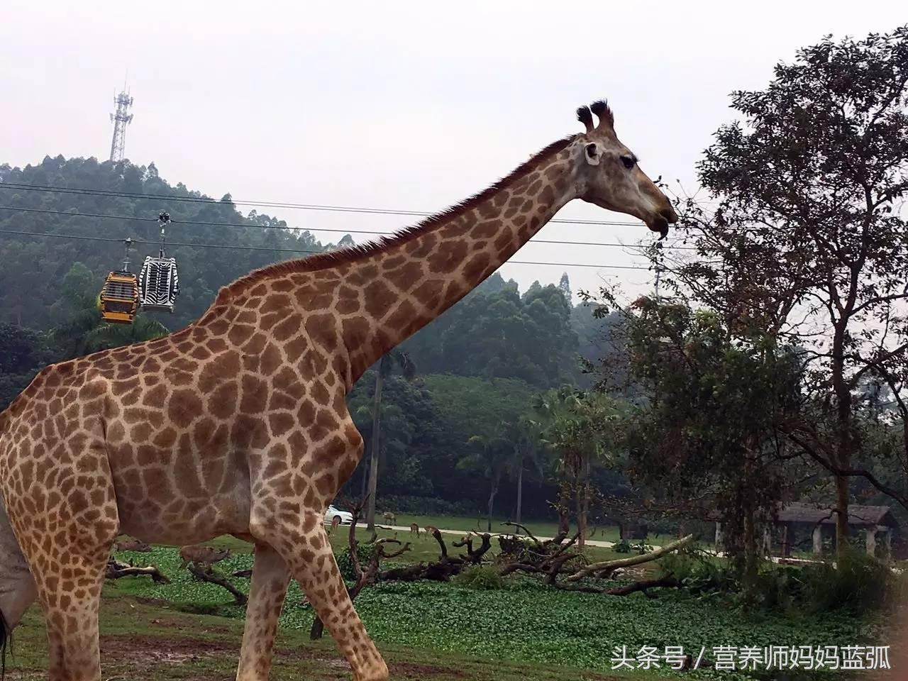 广州长隆海洋王国一日游攻略,广州长隆海洋王国亲子攻略