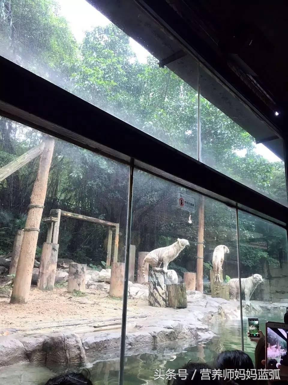 5.1带孩子去长隆推荐,带娃广东长隆欢乐世界游玩攻略