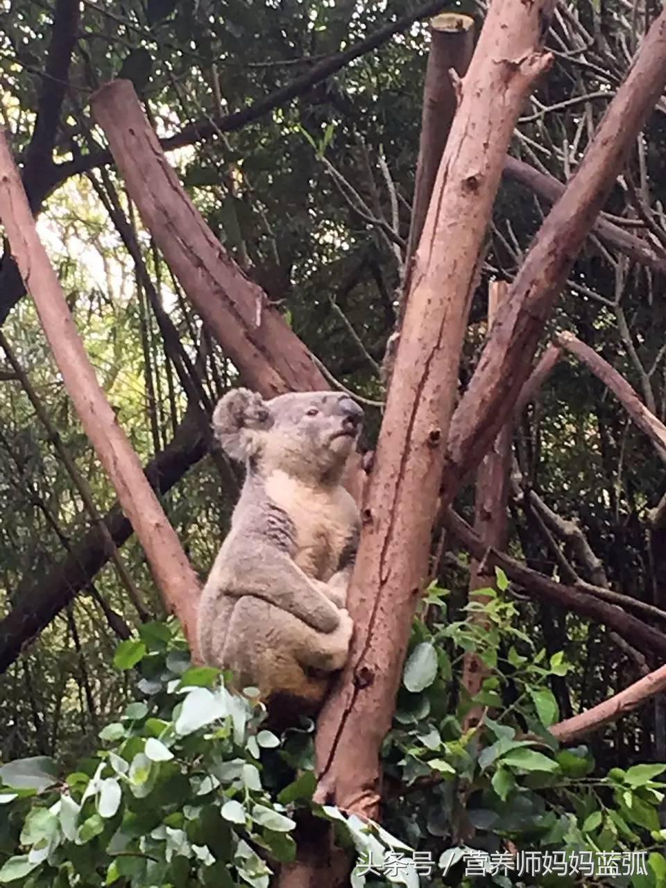 暑假长隆海洋王国游玩感受,海洋王国好玩还是长隆野生动物园