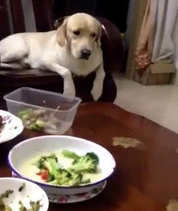 狗狗只吃人的食物不吃狗粮好吗,经常吃家里饭菜的狗狗还吃狗粮吗